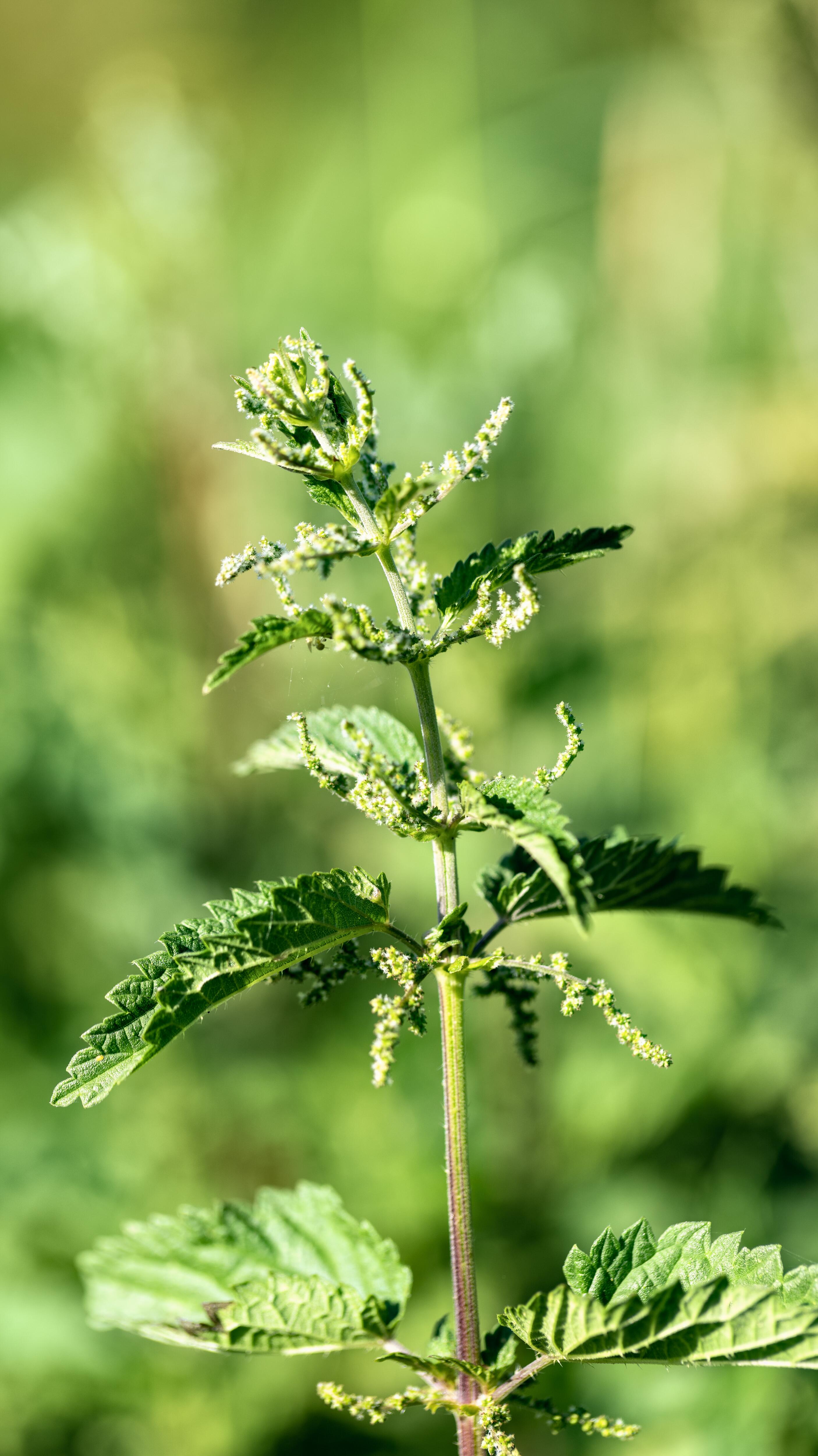 <span class="ezstring-field">kl_nettle_active-ingredient_field_plant_2019 -3-</span>